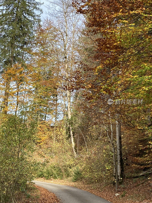 瑞士伯尔尼州- Diemtigen -街道和森林在山上的秋天